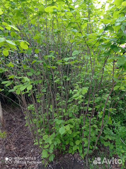 Фундук саженцы (лещина)