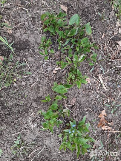 Цветы многолетние