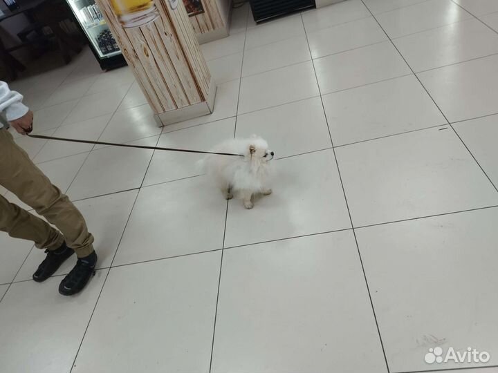 Белый шпиц для вязки