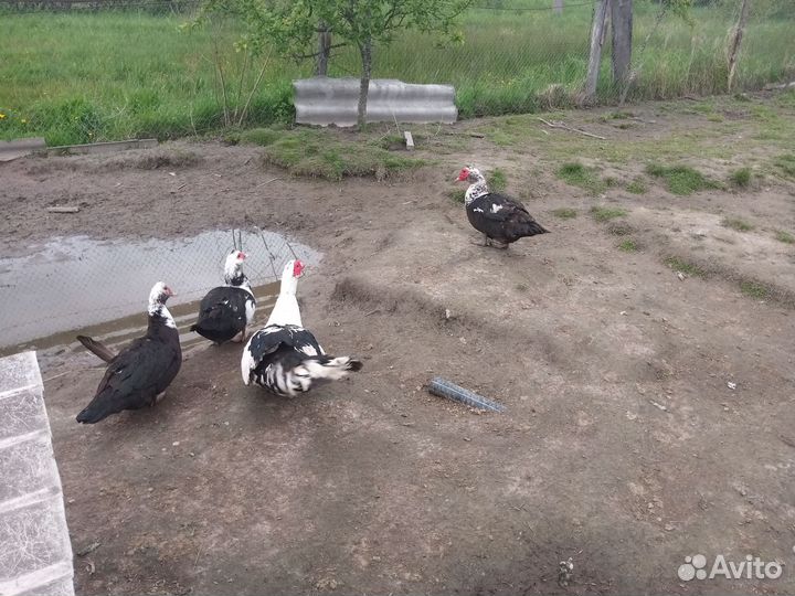 Продам индоуток