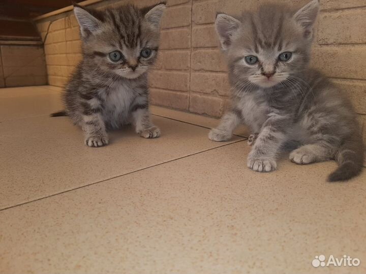 Британские котята
