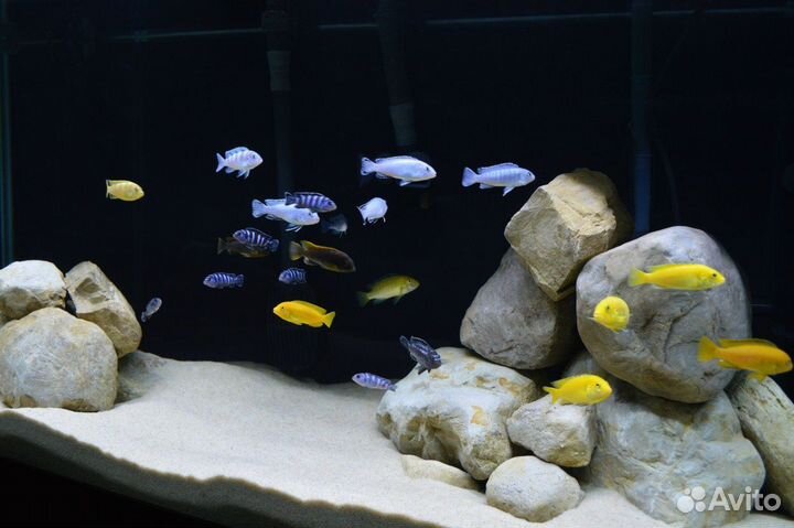 Малавийские цихлиды африка