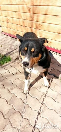 Барон 2-3 года