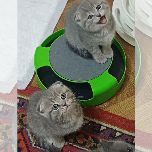 Шотландский вислоухий короткошёрстный котёнок