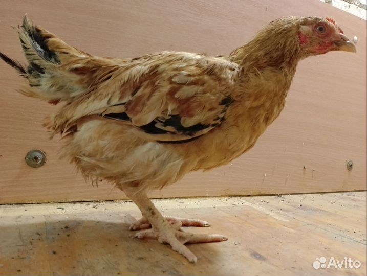 Куры молодки