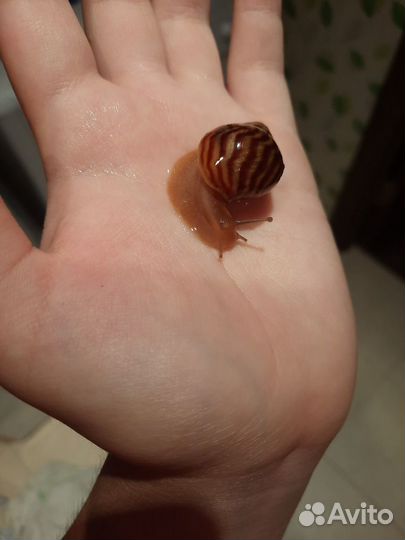 Домашняя улитка Ахатина