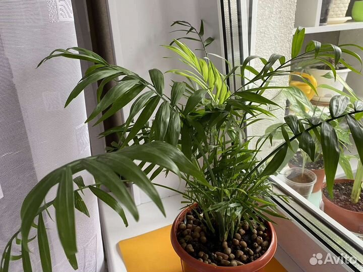 Пальма Арека