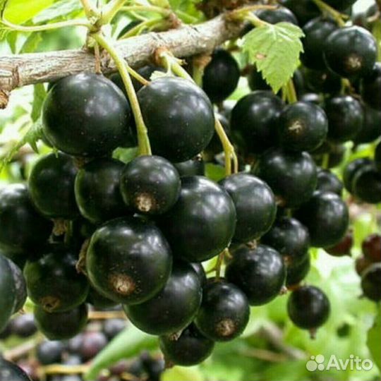 Черная смородина