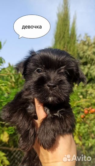 Йорки цветная группа