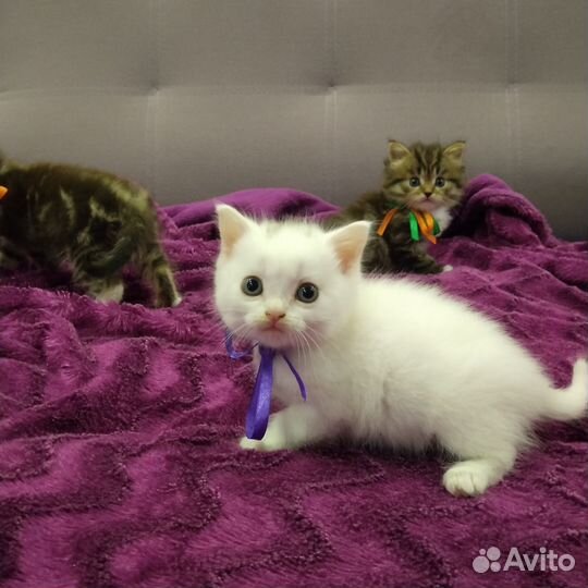 Отдам в добрые руки