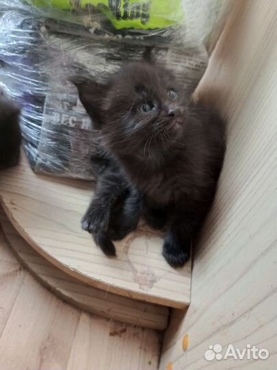 Котята мейн-кун чистокровные