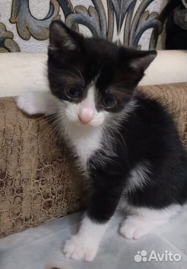 Отдам котенка в добрые руки девочка