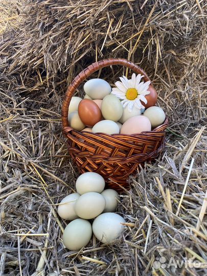 Яйцо домашнее