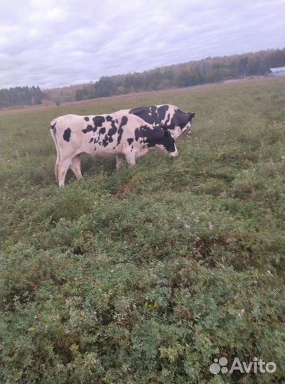 Продается нетель