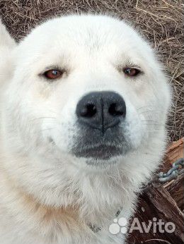 Акбаш порода