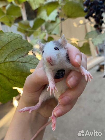 Крыса дамбо