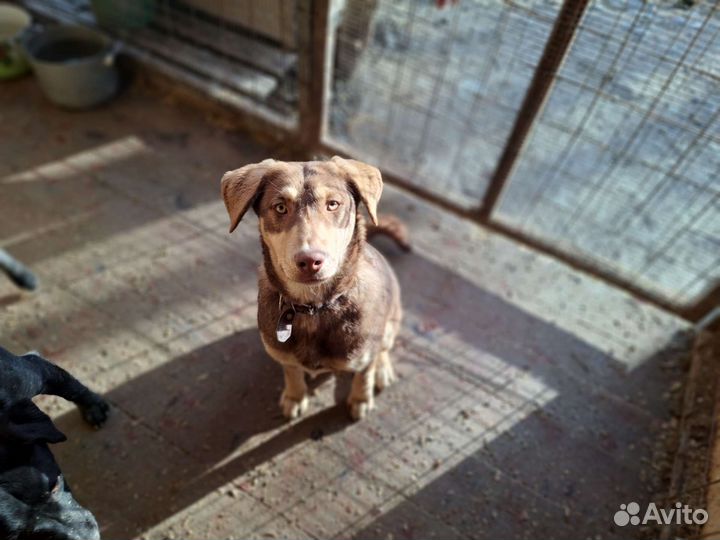 Собака в добрые руки