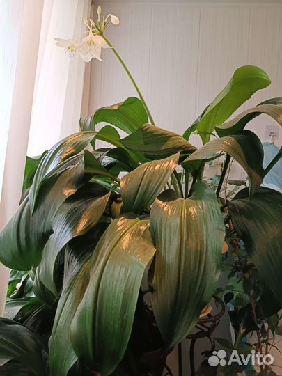 Комнатное растение