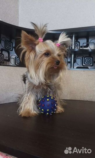 Йоркширский терьер мини беби фейс щенки