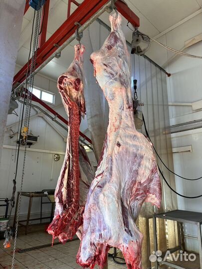 Мясо говядина, телятина, молодняк, задняя часть