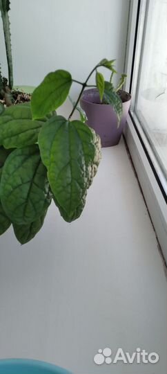 Кленодендрум