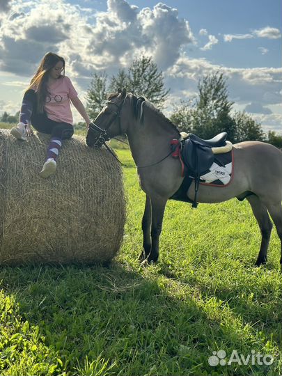 Лошадь мерин в аренду