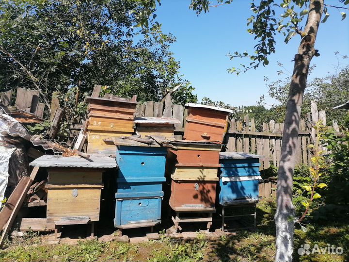 Продам ульи для пчел