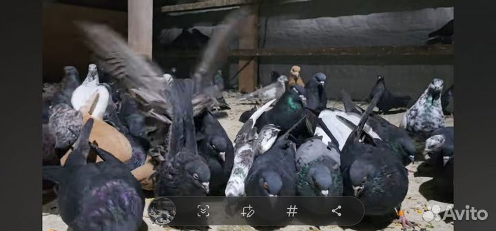 Голуби николаевские красные белохв крытые