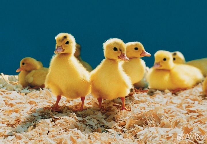 Цыплята, Утята, Индюшата