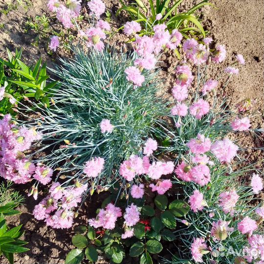 Гвоздики многолетние