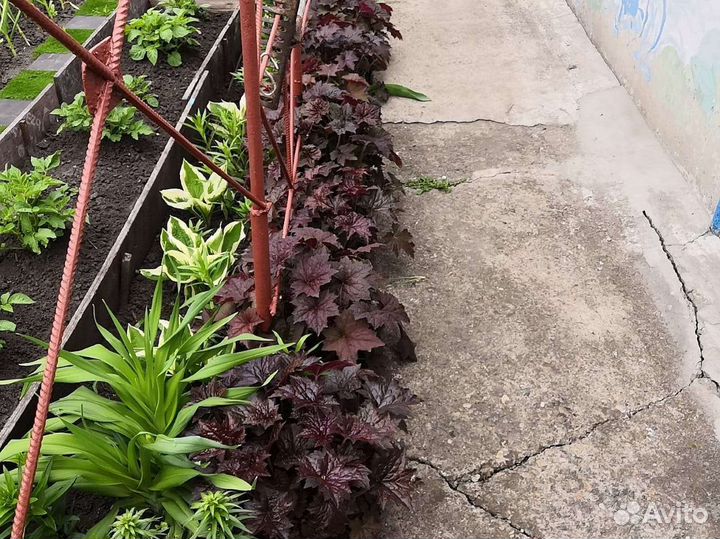 Гейхера,примула