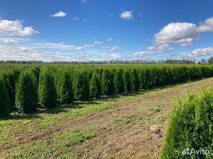 Саженцы Туя Смарагд 130-150 см доставка