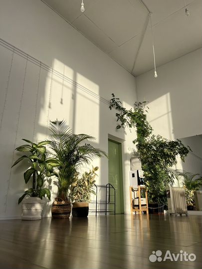 Студия йоги и танцев