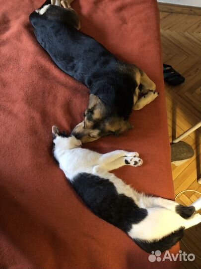 Грузия (любой город). Ищем дом котенку, мальчик