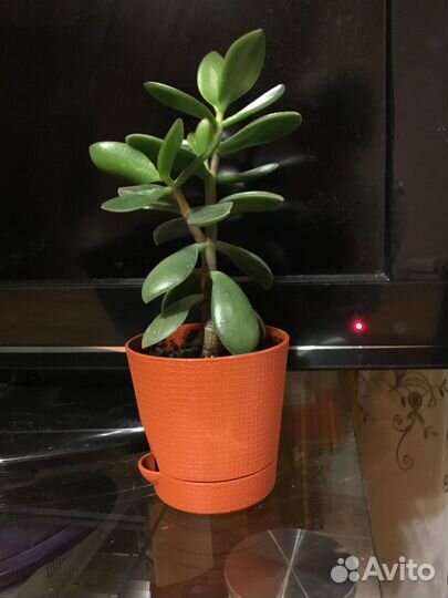 Комнатные цветы