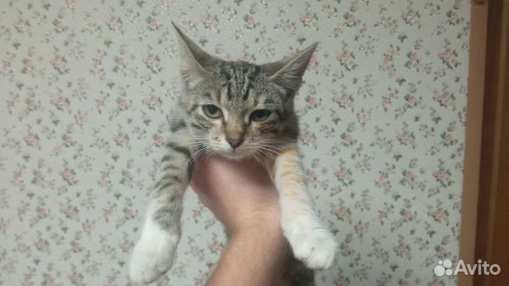 Кошки в добрые руки бесплатно