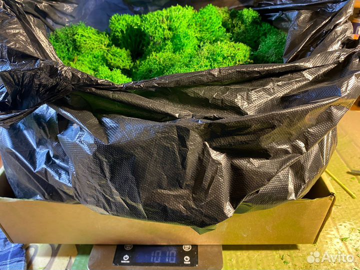 Стабилизированный мох