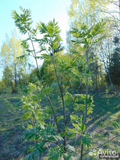 Саженцы рябины Додонг (декоративная)