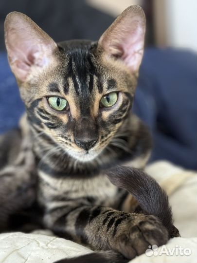 Бенгальский молодой котик