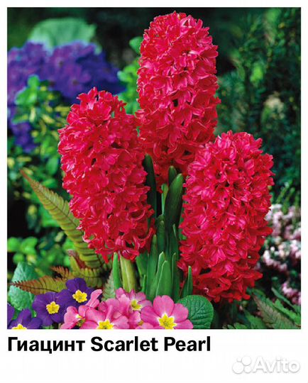 Гиацинты луковицы