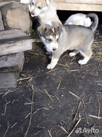 Лайка хаски