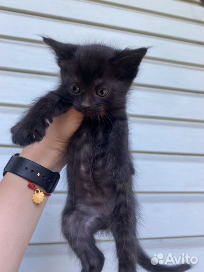 Котята в добрые руки даром бесплатно