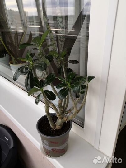 Адениум взрослое растение