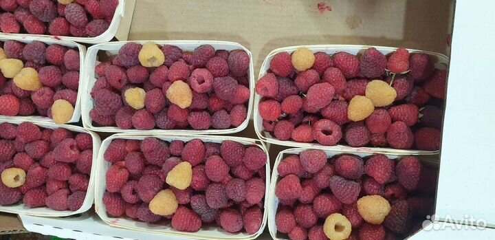 Малина отборная вкусная из Белоруссии