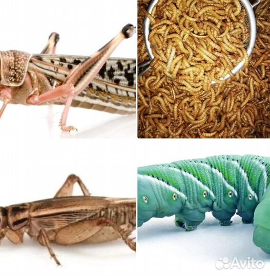 Кормовые насекомые