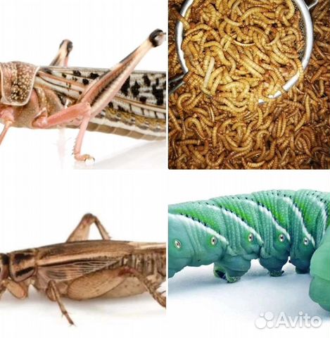 Кормовые насекомые