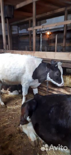 Продажа крс