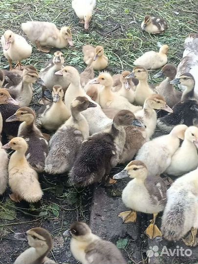 Утята индоутки