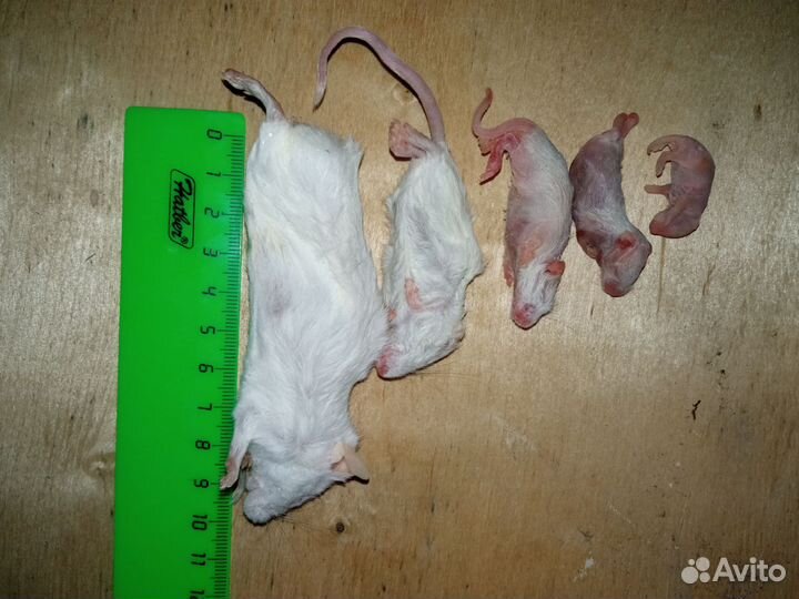 Кормовые мыши, живые и заморозка, Новороссийск