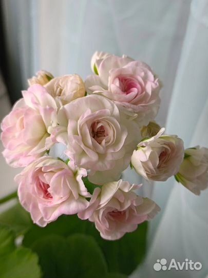 Пеларгония герань